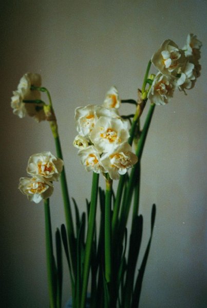 020201 16 narcissen